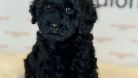 Orijinal Toy poodle Yavrular